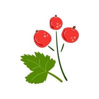 Hand drawn berries of red currant Modern flat illustration vector