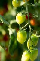 Ripe red tomatoes are hanging on the tomato tree in the garden photo