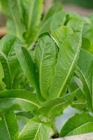 Green Cos lettuce leaves Salads vegetable hydroponics farm photo