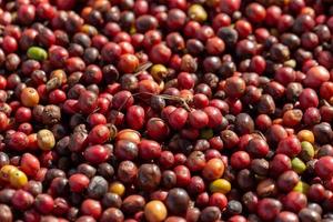 Fresh Arabica Red Coffee beans berries and Drying Process photo