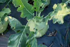 Kohlrabi cabbage or turnip plant growing in the garden photo