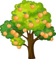 Orange tree isolated on white background vector