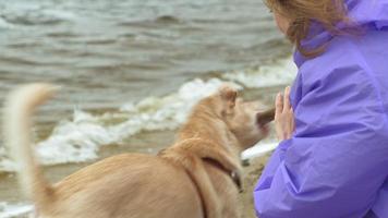 jovem mulher com um cachorro na praia à beira do rio video