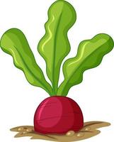 Red radish in soil cartoon style isolated vector