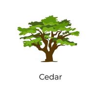 diseño de árbol de cedro vector