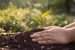 bokeh green background female hand planting trees on natural lawn lawn forest conservation concept photo