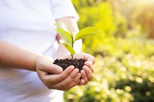 Bokeh green Background Female hand holding tree on nature field grass Forest conservation concept photo