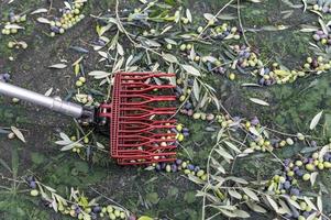 tool for olive harvesting on the column photo