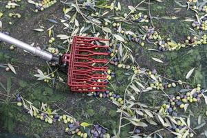 tool for olive harvesting on the column photo