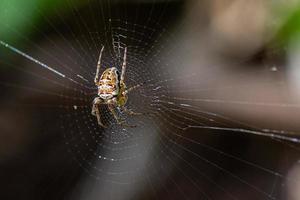 spider and its spider web photo