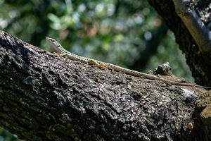 LIZARD PODARCIS SICULUS photo