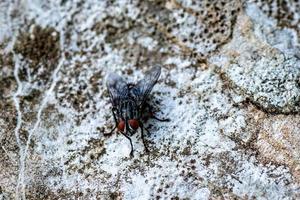 fly on the stone photo