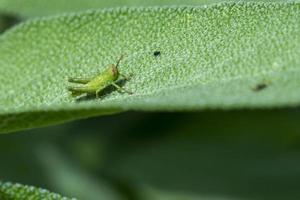 green cricket on sage sheets photo