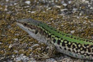 a close up of lizard photo