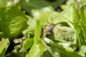 a black cricket on lettuce photo