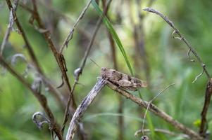 an oedipoda caerulescens on vegetation photo