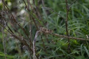 an oedipoda caerulescens on vegetation photo