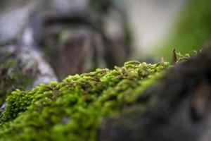 wild moss on a tree in winter photo