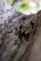 bark of a tree in winter photo