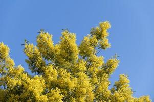 mimosa plant with an intense yellow color photo