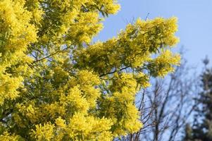 mimosa plant with an intense yellow color photo