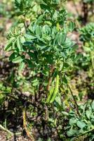 broad bean plantation photo