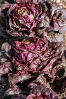 the red lettuce photo