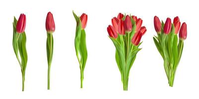 Realistic Red Tulips Collection Set Flower Isolated on White Background. Vector Illustration