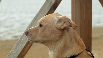 Perro labrador marrón claro en una pasarela de madera, se sienta con ojos tristes y mira a su alrededor.