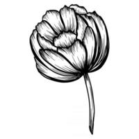 Hand drawn peony flower isolated on white. Vector illustration in sketch style