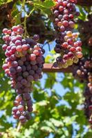 Ripe grapes on grapevine, on a summer day photo