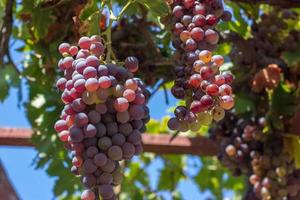 Ripe grapes on grapevine, on a summer day photo