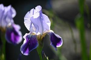 Bluish flower iris