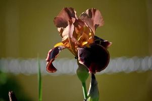 One brown iris photo