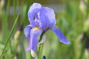 Light blue large iris photo
