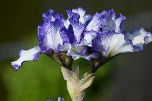 Large variegated iris flower blossom