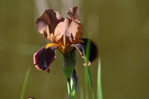 One brown iris photo