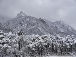 bosque de pinos bajo la nieve y grandes montañas al fondo. parque nacional seoraksan, corea del sur. invierno 2018