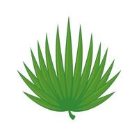 leaf palm exotic vector