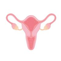 feminine reproductive organ vector