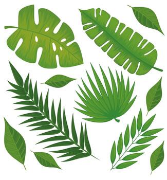 leafs palms pattern vector