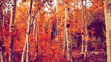 ilustrado outono floresta árvores floresta fundo natureza video