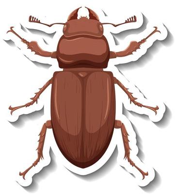 A sticker template with top view of a beetle isolated