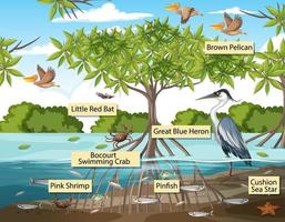 Wild animals with label name in the mangrove forest scene vector