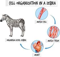 Diagrama que muestra la organización celular en una cebra. vector