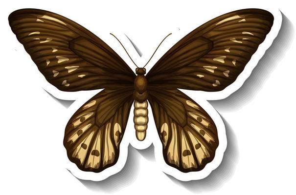 A sticker template with butterfly or moth isolated