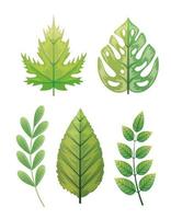 set of tropical leafs naturals vector