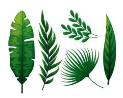 set of tropical leafs naturals vector