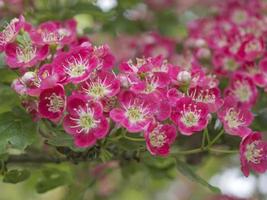 Pink blossom on an ornamental hawthorn tree photo