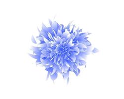 Blue flower. Watercolor floral illustration. Floral decorative element. Vector floral background.